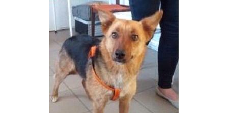 Pieski do adopcji
