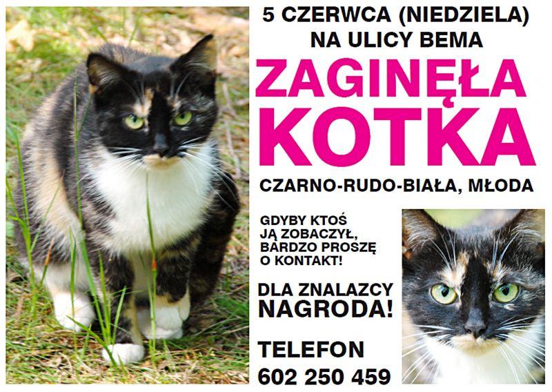 Zaginęła kotka Milunia