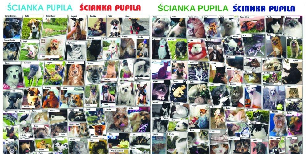 Pochwalcie się zwierzakami!
