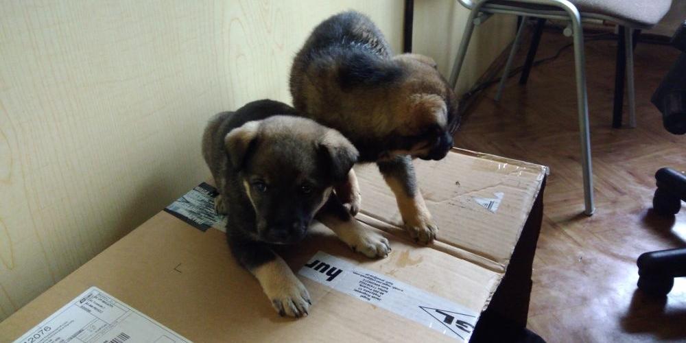Szczeniak do adopcji
