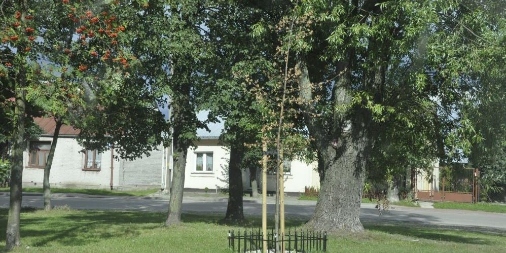 Kto i komu zapłaci za to drzewo?
