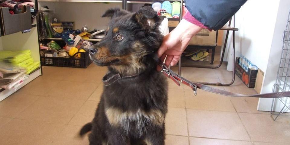 Pieski do adopcji
