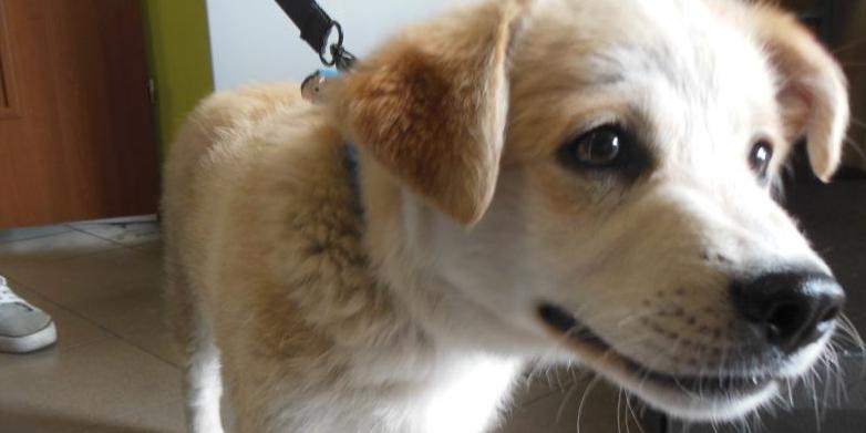 Piesek do adopcji