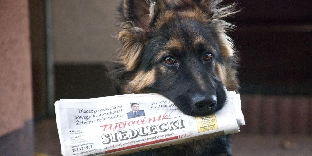 Zapowiedź wydania