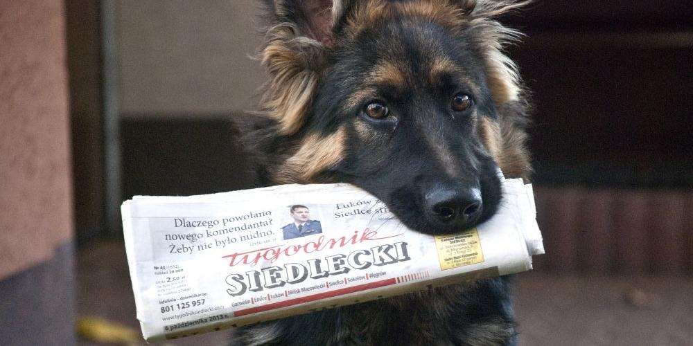 Zapowiedź wydania