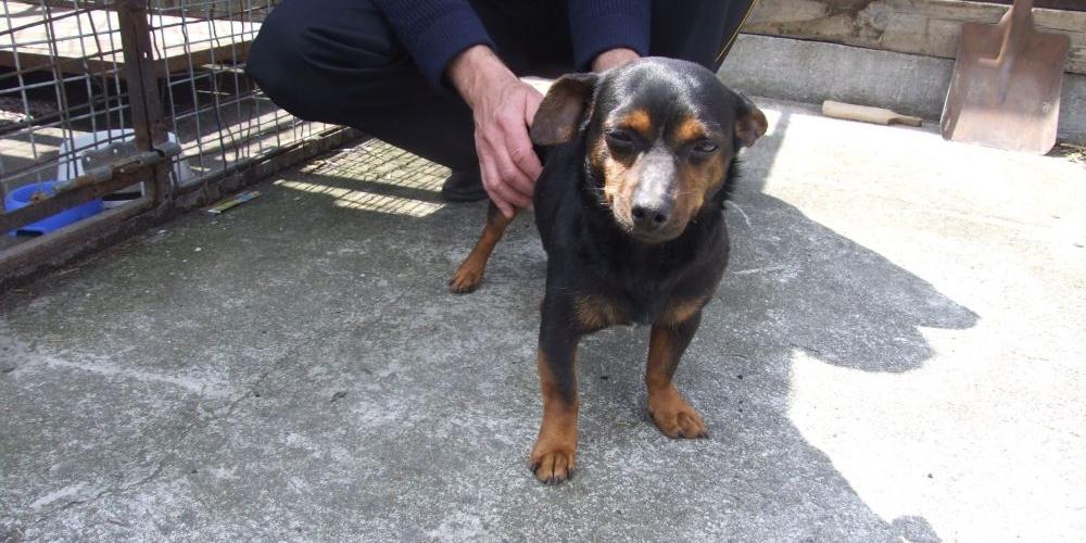 Piesek do adopcji