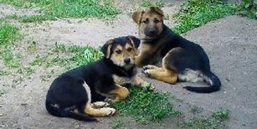 W typie wilczurka...