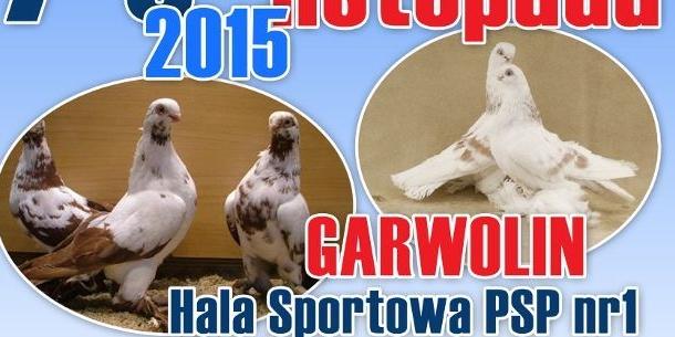 Coś dla miłośników gołębi