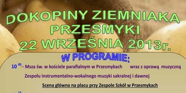 Dokopiny ziemniaka w Przesmykach