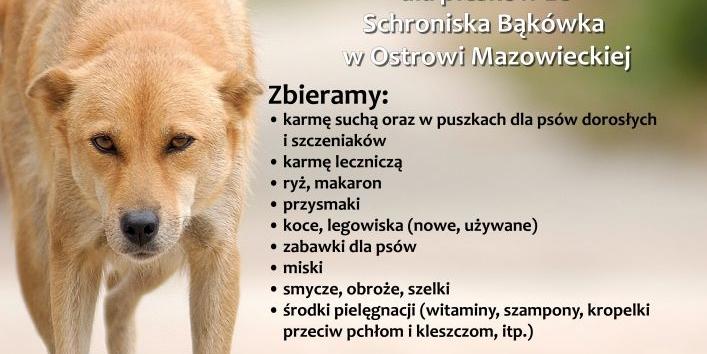Zbiórka dla psiaków