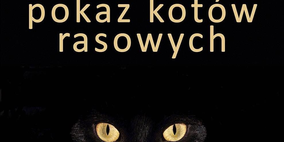 Mruczący pokaz