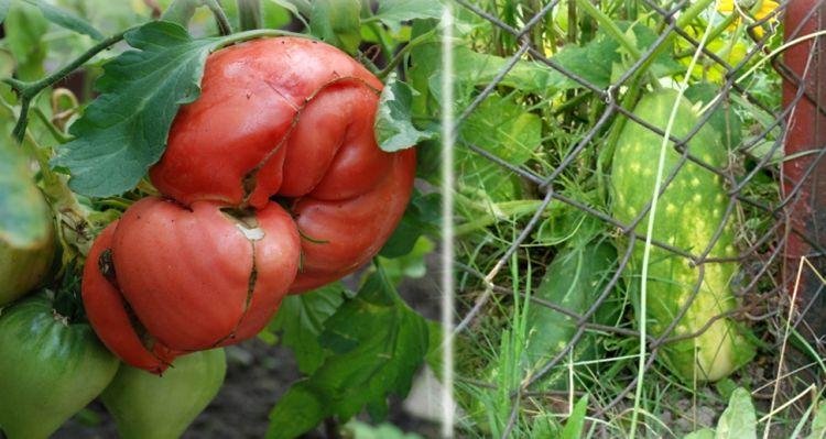 Imponujący sezon ogórkowo-pomidorowy