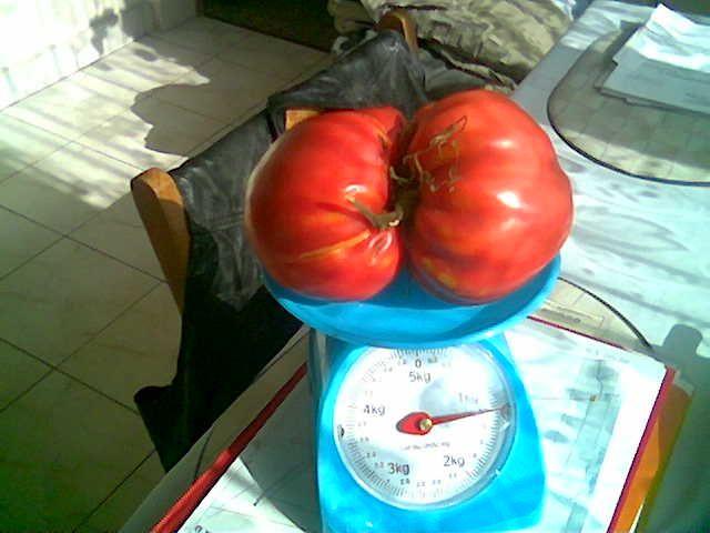 Pomidor gigant