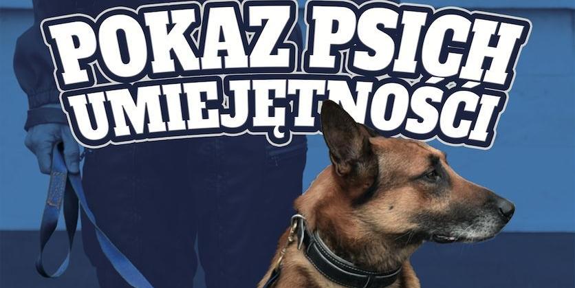 Pokaz Psich Umiejętności