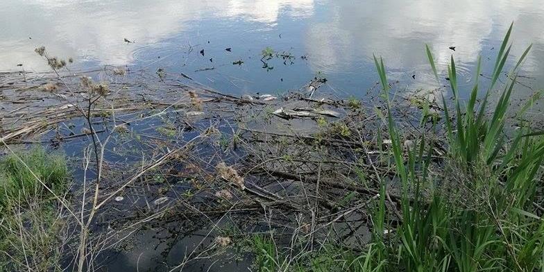 Niewiadoma: Karasie zbyt mocno się rozmnażały