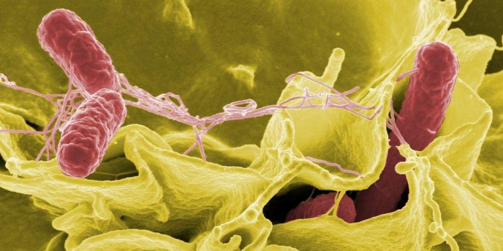 Sokołów Podlaski: To była salmonella
