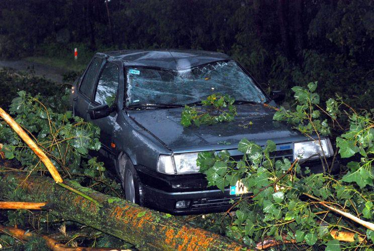 Konar przygniótł samochód