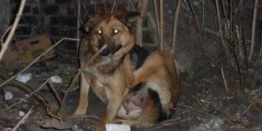 Wilczurek do adopcji