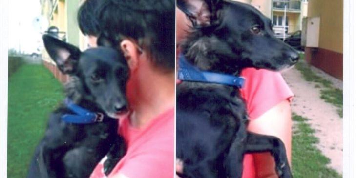 Sunia do adopcji