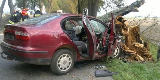Seatem w zabytkową lipę