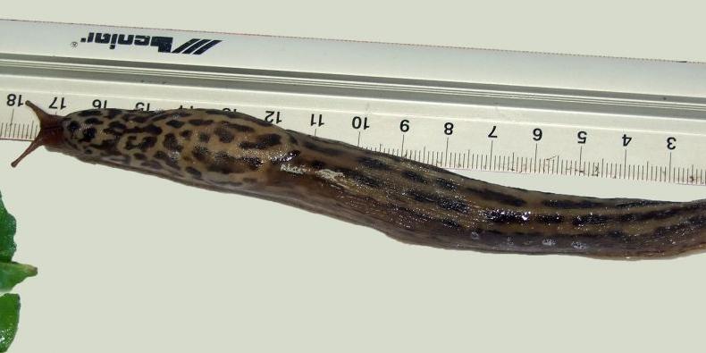 Ślimak gigant