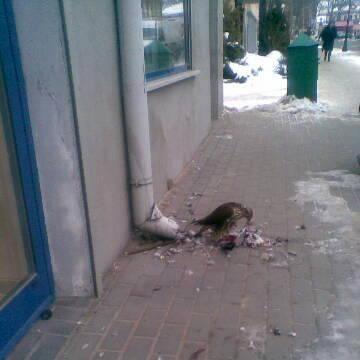 Sokół w centrum Siedlec