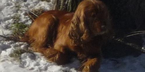 Spaniel wrócił do domu