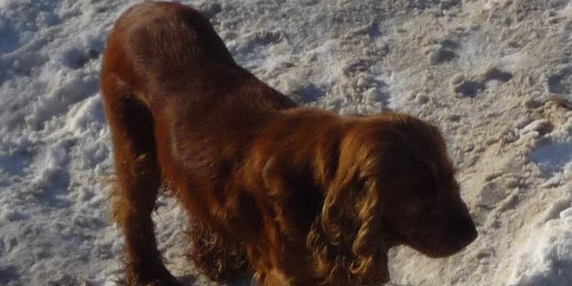Spaniel szuka nowego domu