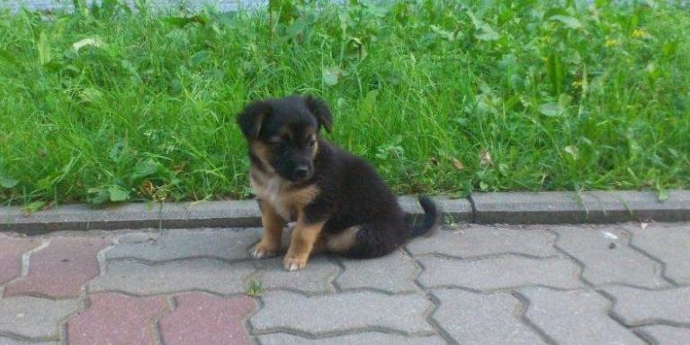 Psiaki szukają domów