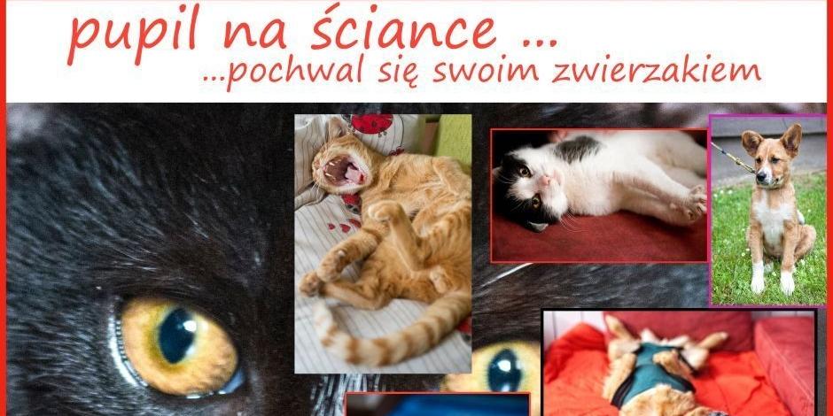 Ostatnia szansa, by zagłosować na pupila