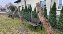 Kosów Lacki: Płaczące wierzby już nie płaczą. Bo właściwie już ich nie ma. 