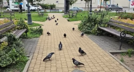 Gołębi wkład w estetykę przestrzeni. Przyjezdni nie &hellip;