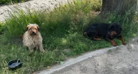 Czyja zguba? Błąkają sie w Iganiach przy szkole!