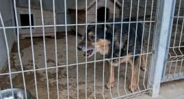 Zaniedbane i chore psy na posesji pod Garwolinem. Wł&hellip;