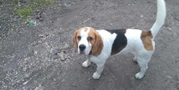 Zaginął piesek rasy Beagle