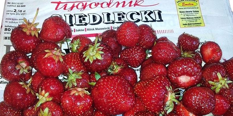 Zapowiedź wydania
