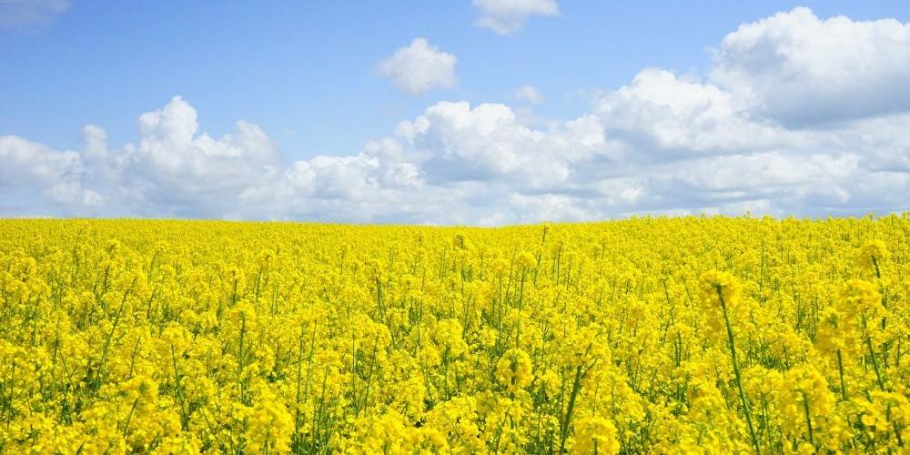 Jakie odmiany rzepaku są godne polecenia
