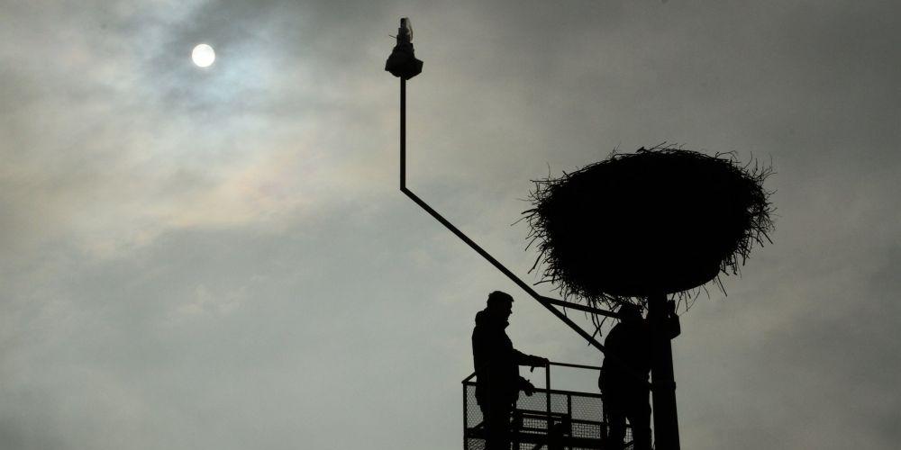 Z kamerą wśród bocianów. Pierwszy już przyleciał! (aktualizacja)