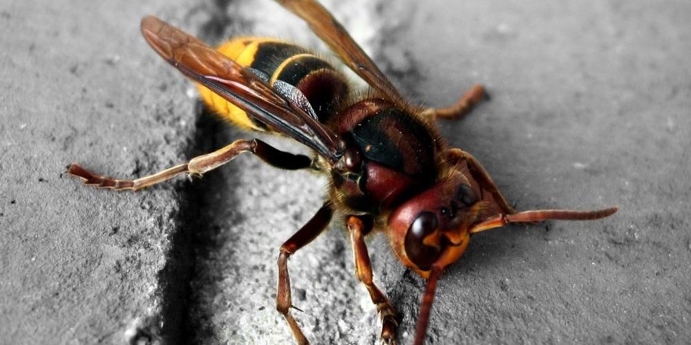 10 osób użądlonych przez osy. Interweniowali strażacy