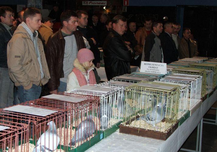 Charytatywne gołębie