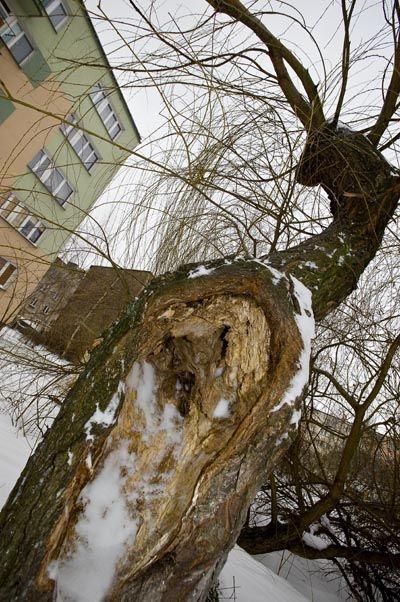 Ciuciubabka z wierzbą w tle