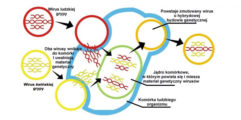 AH1N1 - pięć łukowskich przypadków