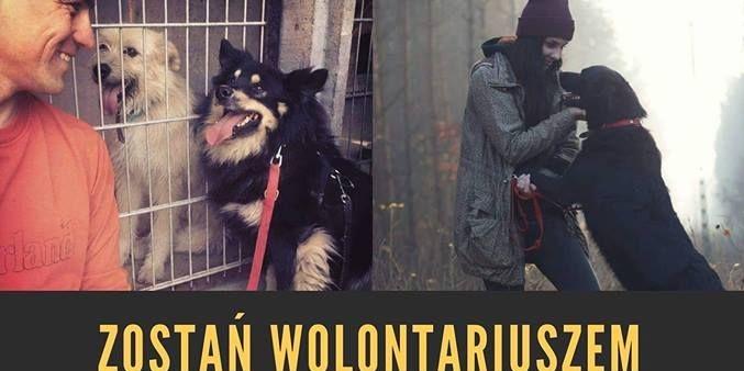 Szukają wolontariuszy do schroniska