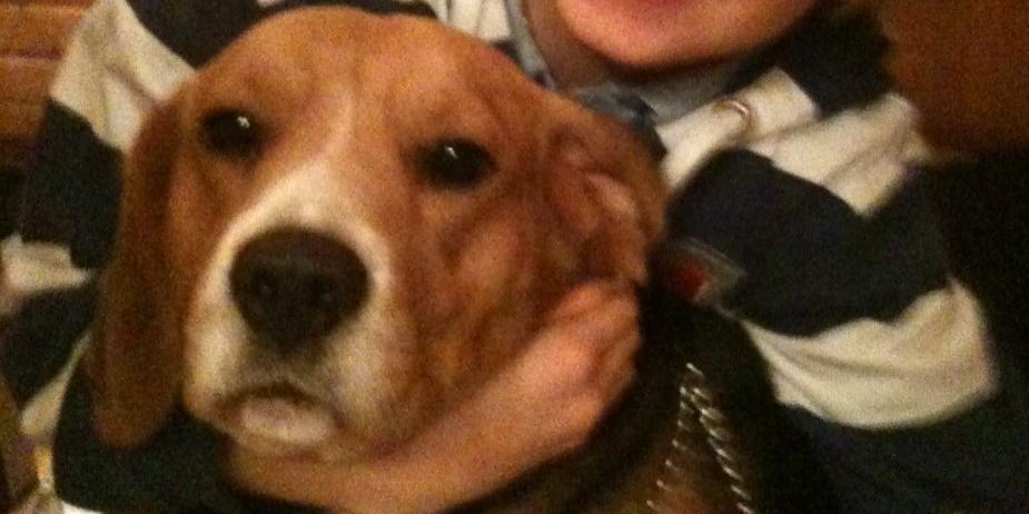 Beagle szuka domu