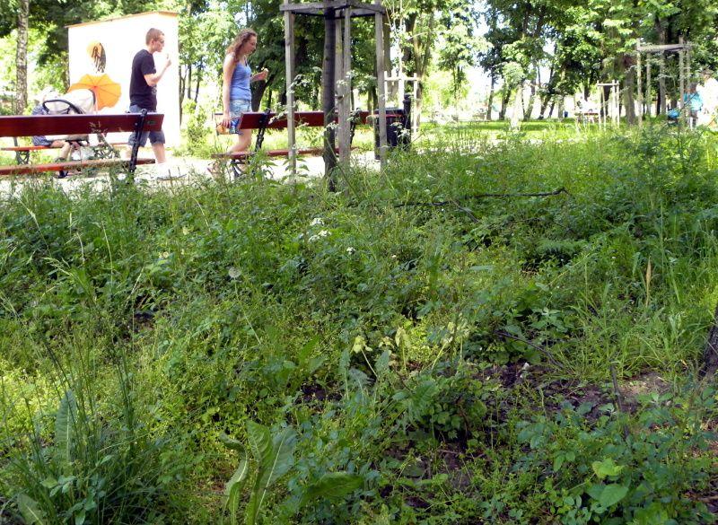 Teraz za chwasty bierze się „Błysk”