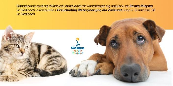 Siedlce: Magistrat z pomocą bezdomnym zwierzętom