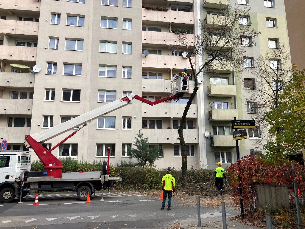 Wycinka drzew w centrum Katowic. Będą nasadzenia zastępcze, ale nie wszędzie
