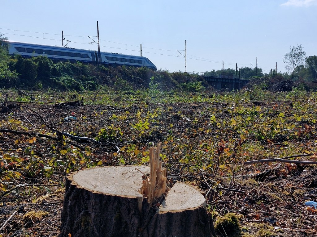 Wielka wycinka w Katowicach. Około 1000 drzew zostało usuniętych z powodu kolejowej inwestycji