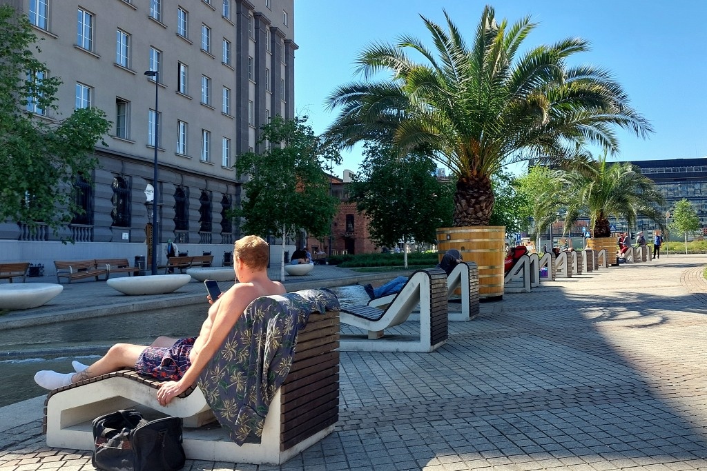 Feniksy kanaryjskie wróciły na Rynek. Niektórzy już leżą pod palmami