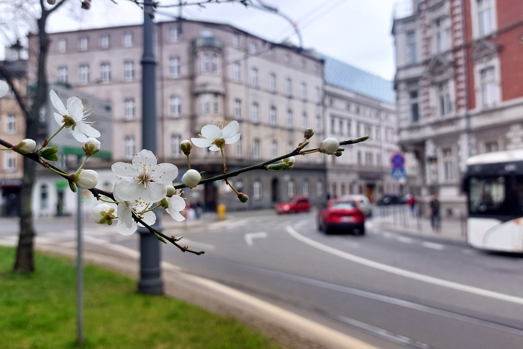 Dzień dobry Katowice. Będą badania parkingowe